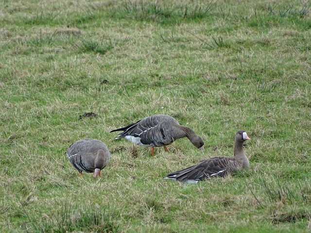 這項賽事吸 這項賽事吸